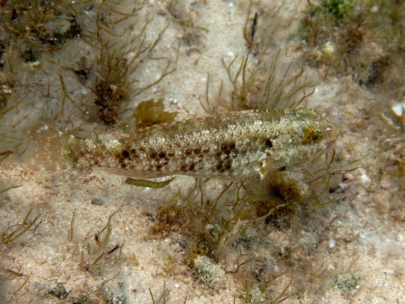 Giovanili di Sparisoma cretense
